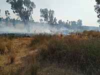 Пожар в лесу Беэри, подозрение на поджог с помощью "огненных шаров"