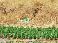 На юге страны обнаружены 22 плантации конопли, задержаны 35 человек