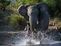 В Ботсване слон затоптал фермера, охранявшего ранчо