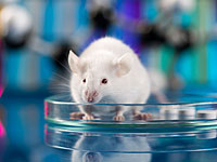 Ученым удалось удалить ВИЧ из ДНК мышей
