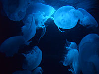 На видео запечатлено "нашествие" медуз в районе порта Ашдода