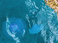 Прогноз: "сезон медуз" на израильском побережье Средиземного моря до середины августа 