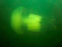 Около берегов Англии засняли гигантскую медузу
