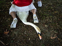 На хорошем счету: королевские лебеди Темзы. Фоторепортаж 