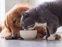 Семья, влечение и миска: за что нас любят наши собаки и кошки