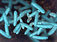 Израильские ученые: кишечные бактерии могут замедлить боковой амиотрофический склероз