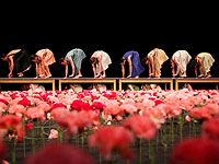 Тысячи красных гвоздик. Театр танца Пины Бауш в Тель-Авиве