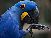 В Новой Зеландии обнаружены останки гигантского попугая: его назвали Гераклом (иллюстрация)