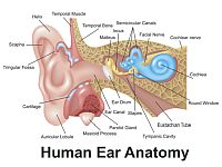 Ученые: пол человека можно определить по его внутреннему уху