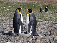 Королевские пингвины   