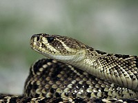 В Негеве змея укусила 40-летнего мужчину