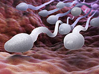 Focus: количество сперматозоидов у мужчин уменьшилось за 40 лет более чем в два раза