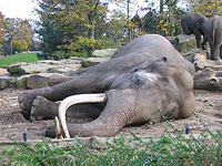 В Таиланде шесть слонов упали в пропасть, пытаясь помочь друг другу выбраться из нее