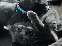 Кот из Гуандуна "осчастливил" за ночь пять самок и оказался под капельницей