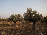 Пожар в оливковой роще возле Дженина; сгорели более 450 деревьев