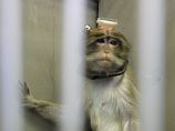 Германия: в лаборатории, в которой ставились опыты на животных, работали выходцы из России
