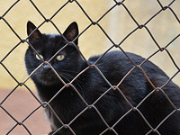 В Татарстане обнаружена кошка-наркокурьер, доставлявшая гашиш заключенным