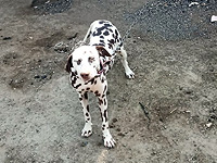 Обыски в Калансуа: конфискованы оружие и наркотики, спасены восемь собак