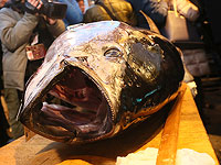 Гигантский тунец (иллюстрация)