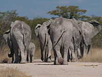 Австрийский турист погиб в Намибии из-за нападения слона