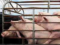 Постановление, разрешающе импорт только кошерной свинины, вступит в силу в декабре