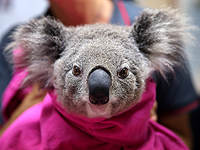 Спасение коал после сильнейших пожаров в Австралии. Фоторепортаж
