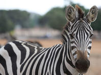 Ветеринары не исключают, что громкая музыка "убила" зебру в "Сафари" Рамат-Гана