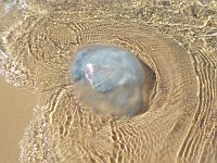 Зимнее нашествие медуз около средиземноморского побережья Израиля. 21 декабря 2019 года