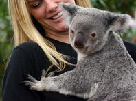 "Голая филантропка" собрала $500.000: она лишилась бойфренда ради спасения коал