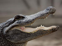Жительница Флориды, кормившая аллигаторов и стервятников, предстала перед судом