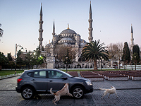 Приговор в Анкаре: 10 лет за отравление собак