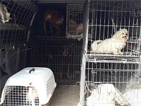 В поселке Кфар Хаим конфискованы около 30 собак, содержавшихся в ужасающих условиях