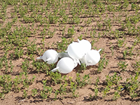 В районе Сдерота и районного совета Мерхавим обнаружены связка воздушных шаров из Газы