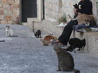 В Тель-Авиве соседка избила женщину, кормившую бездомных кошек