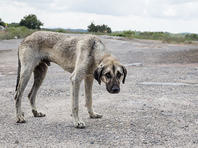 В Верхней Галилее найден труп собаки, умершей от бешенства