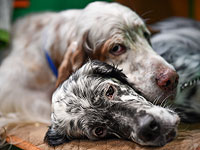 Crufts Dog Show 2020: собаки со всего мира на выставке в Бирменгеме. Фоторепортаж