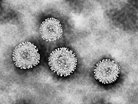 Отчет: возбудитель коронавируса сохраняется на поверхностях до трех суток