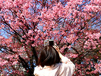 Подарок природы к ослаблению карантина: в Японии зацвела сакура. Фоторепортаж