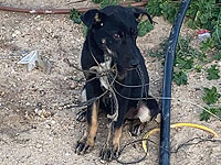 В районе Джисср аз-Зарки полицейские спасли собаку