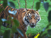 У тигрицы Нади в нью-йоркском зоопарке выявлен коронавирус
