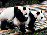 Гигантские панды в зоопарке Гонконга воспользовались карантином и занялись любовью