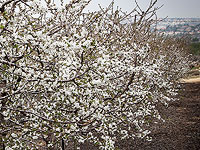 В Кфар Эционе уничтожены десятки саженцев вишневых деревьев