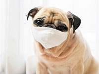 СМИ: в США выявлен первый случай заражения собаки новым коронавирусом