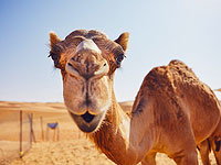 В Иране арестован целитель, "лечивший" коронавирус верблюжьей мочой