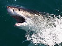 "Алоха, бро":  акула напала на спортсмена из Калифорнии &#8211; пляж закрыт