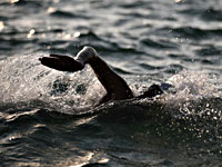 Чемпионат мира по плаванию на открытой воде перенесен на 2021 год