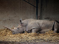 Ветеринары рамат-ганского "Сафари" усыпили 50-летнюю носорожиху Мазаль