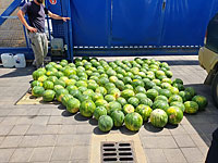 Фермеры подарили благотворительной столовой тонну арбузов