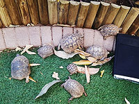 Полиция освободила из неволи девять черепах