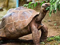 "Сердцеед Диего", спасший популяцию галапагосских черепах, отправлен на пенсию